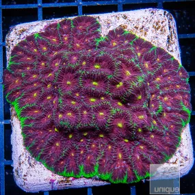 Favia sp. Unique Corals Joker Favia- 3/4-1 Stock Frag